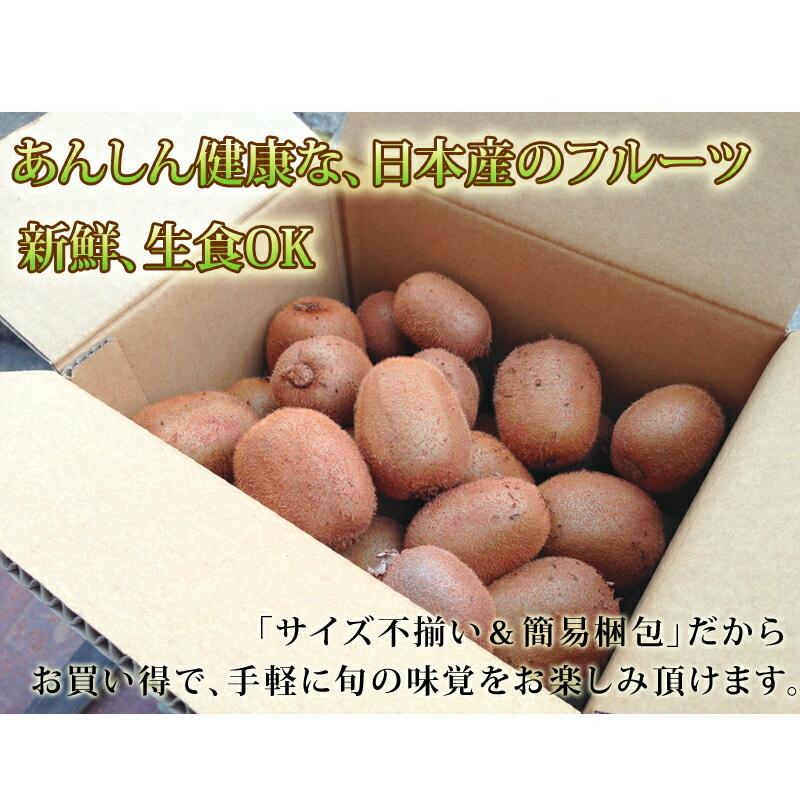 キウイフルーツ 【国産 サイズ不揃い 3kg】訳あり フルーツ・果物 kiwi キウィ キィウィ キーウィ 産地直送 和歌山産 |  | 01