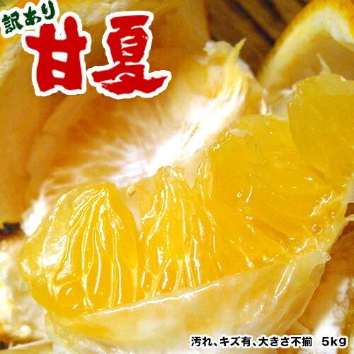 甘夏 訳あり 5kg 送料無料 和歌山産 あまなつ 甘夏 5kg 産地直送 甘夏みかん 訳あり 甘夏ギフト 有田みかんの里 わかやま 取り寄せ | 