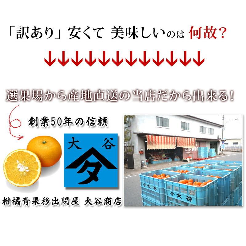 甘夏 訳あり 5kg 送料無料 和歌山産 あまなつ 甘夏 5kg 産地直送 甘夏みかん 訳あり 甘夏ギフト 有田みかんの里 わかやま 取り寄せ |  | 02