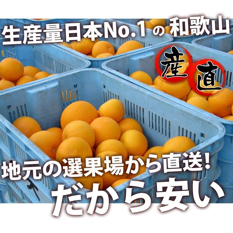 はっさく 5kg （訳あり） 【送料無料】有田みかんの里、フルーツ王国、和歌山県から産地直送 |  | 05