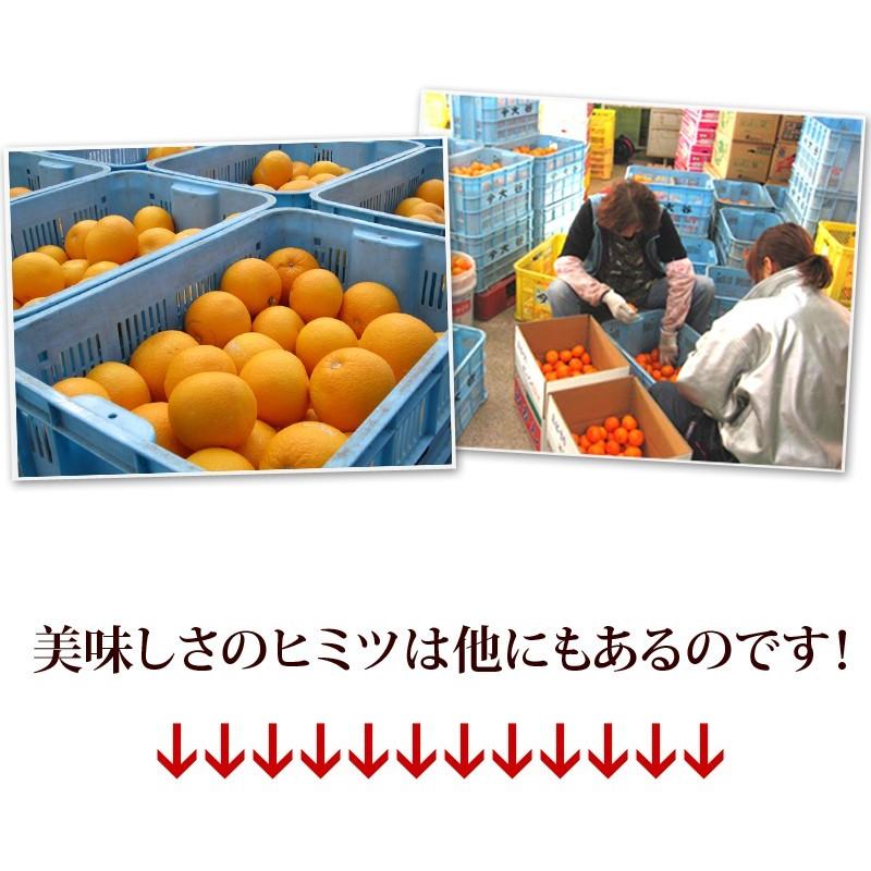 はっさく 5kg （訳あり） 【送料無料】有田みかんの里、フルーツ王国、和歌山県から産地直送 |  | 07