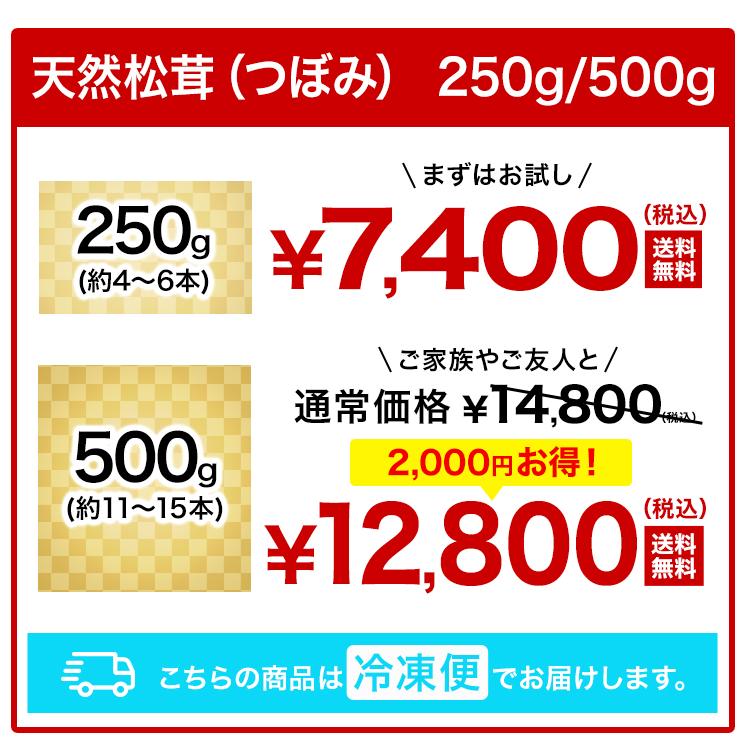 500g 天然松茸(つぼみ) 松茸 まつたけ マツタケ 天然松茸 高級松茸 天然 秋の味覚 希少 高級食材 旬 山の幸 きのこ キノコ つぼみ 送料無料 爆買_2