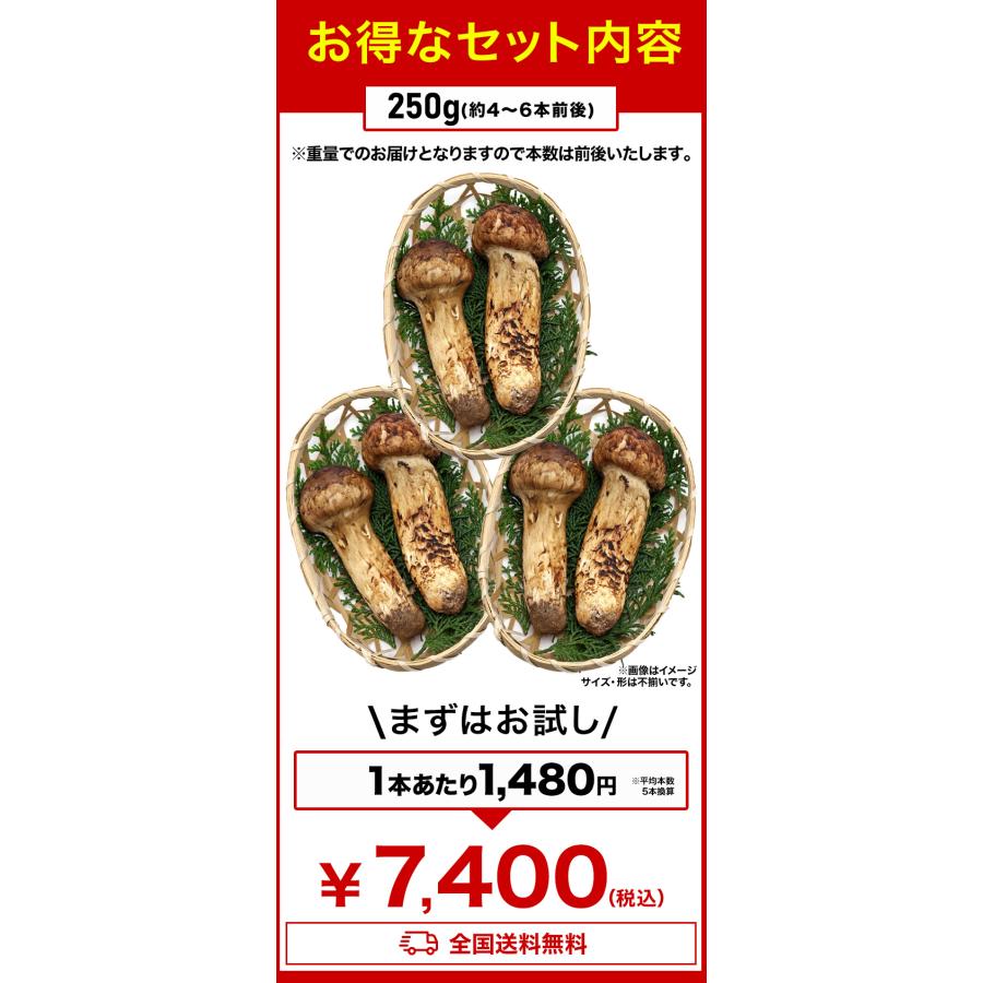 500g 天然松茸(つぼみ) 松茸 まつたけ マツタケ 天然松茸 高級松茸 天然 秋の味覚 希少 高級食材 旬 山の幸 きのこ キノコ つぼみ 送料無料 爆買_8