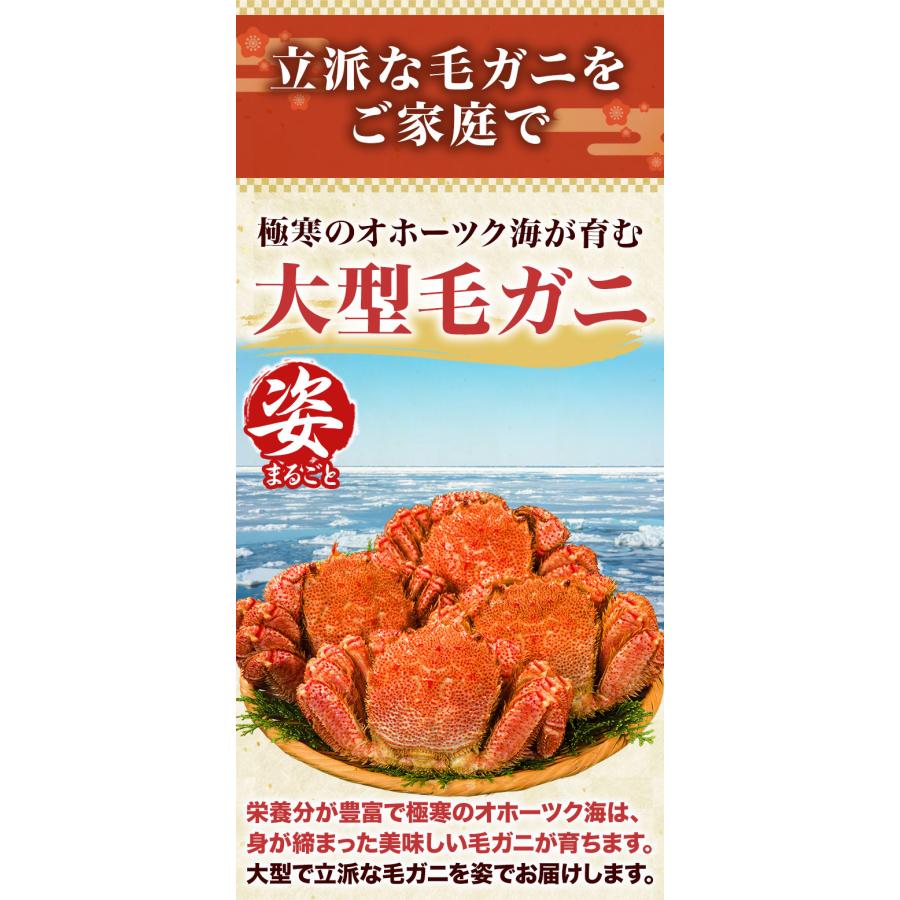 期間限定SALE 2尾約1.2kg 大型ボイル毛ガニ ロシア産 毛蟹 毛ガニ けがに ボイル済み ボイル毛ガニ かに茹で済 かにみそ カニみそ 蟹みそ 送料無料 爆買