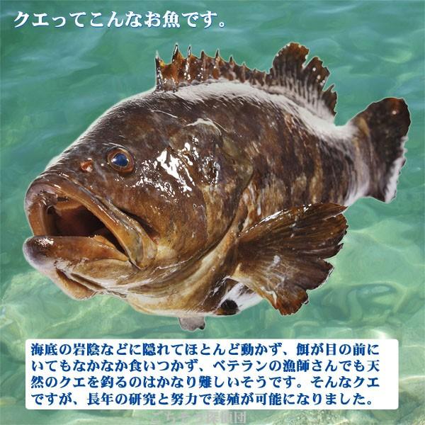 愛南のクエ鍋 700g（クエ身300g、クエアラ400g）［愛媛・愛南産くえ／冷凍］｜gochitan｜04