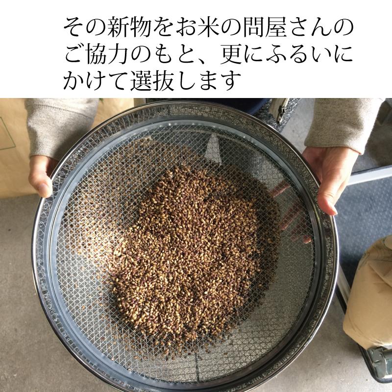 もち麦  お徳用 2kg 業務用 国産 農薬不使用 栄養価最高峰の殻付き紫もち麦品種｜godaihasebegift｜09