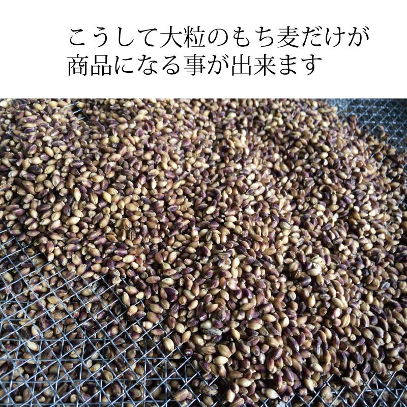 もち麦 送料無 国産 無農薬 500g 栄養価最高峰 殻付き紫もち麦品種 特別栽培品｜godaihasebegift｜10