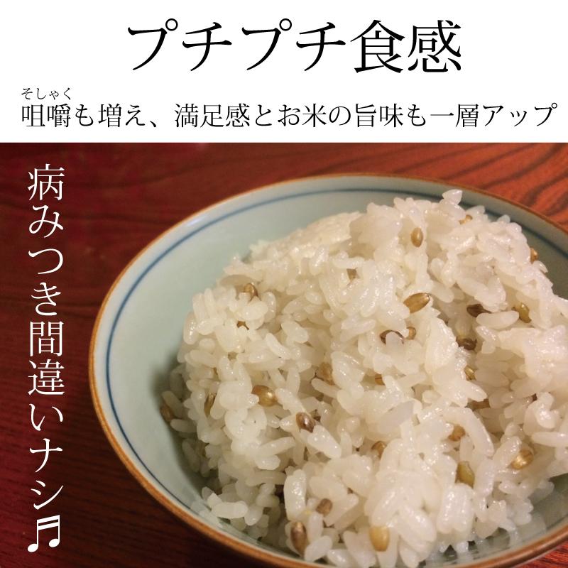 もち麦 送料無 国産 無農薬 500g 栄養価最高峰 殻付き紫もち麦品種 特別栽培品｜godaihasebegift｜04