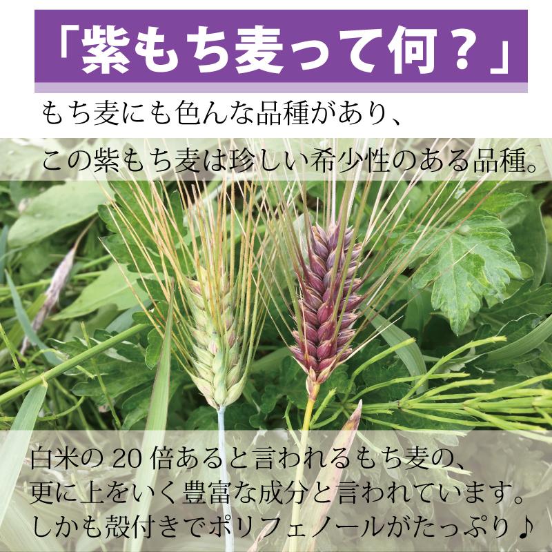 もち麦 送料無 国産 無農薬 500g 栄養価最高峰 殻付き紫もち麦品種 特別栽培品｜godaihasebegift｜06