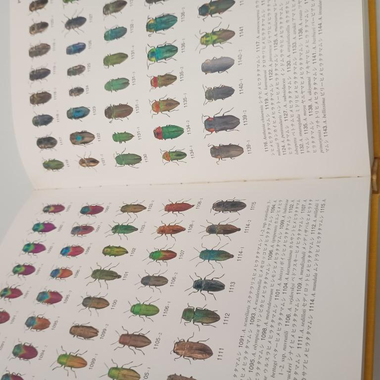 世界のタマムシ大図鑑 月刊むし・昆虫大図鑑シリーズ 4 秋山 黄葉 (著