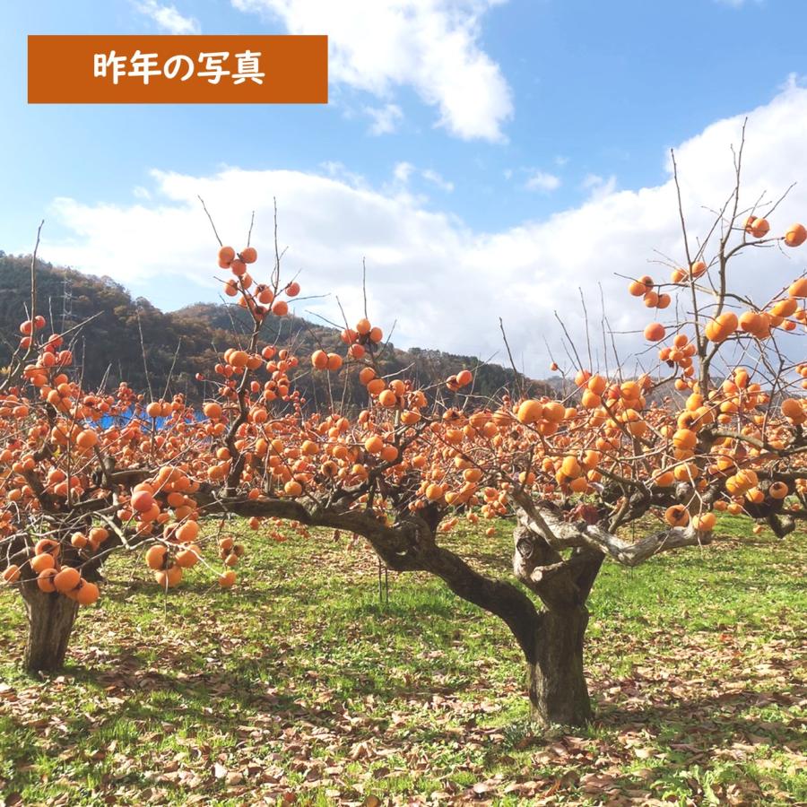 花御所柿 合格柿 【2026年12月半ば出荷_予約販売中】 合格祈願 受験応援 フルーツ 果物 お祝い プレゼント 贈答品 花御所柿 日本一甘い柿と呼ばれる 幻の柿_4