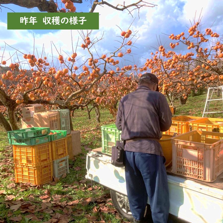 花御所柿 合格柿 【2026年12月半ば出荷_予約販売中】 合格祈願 受験応援 フルーツ 果物 お祝い プレゼント 贈答品 花御所柿 日本一甘い柿と呼ばれる 幻の柿_5