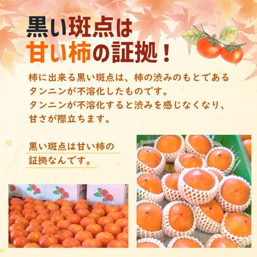 花御所柿 合格柿 【2026年12月半ば出荷_予約販売中】 合格祈願 受験応援 フルーツ 果物 お祝い プレゼント 贈答品 花御所柿 日本一甘い柿と呼ばれる 幻の柿_10