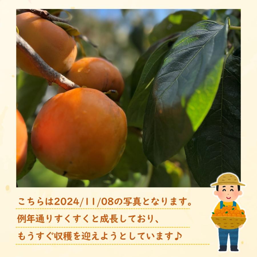花御所柿 合格柿 【2026年12月半ば出荷_予約販売中】 合格祈願 受験応援 フルーツ 果物 お祝い プレゼント 贈答品 花御所柿 日本一甘い柿と呼ばれる 幻の柿_9
