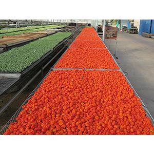 Mad Dog 社マッドドッグ357 No. 9プルトニウム辛さのスコヴィル値