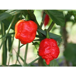 Mad Dog 社マッドドッグ357 No. 9プルトニウム辛さのスコヴィル値