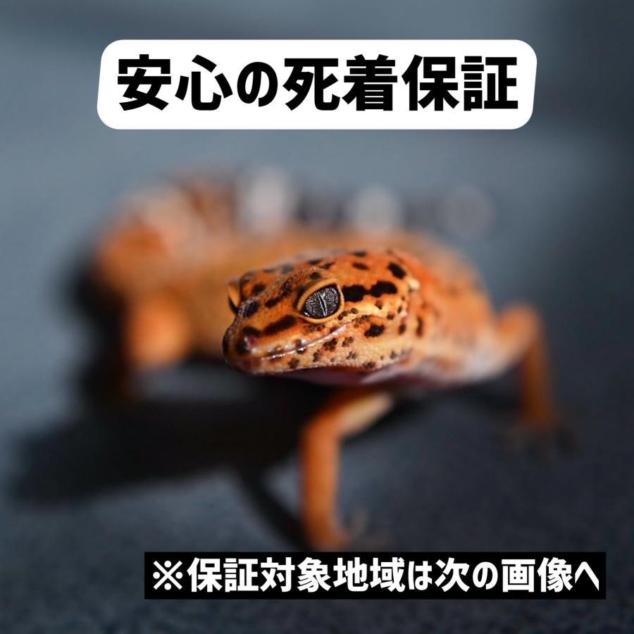 コオロギ 5mm-10mm 100匹 Sサイズ フタホシコオロギ GokiBank 生餌