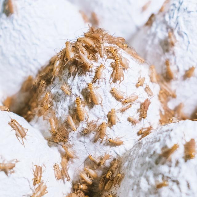 コオロギ 5mm-10mm 100匹 Sサイズ ヨーロッパイエコオロギ GokiBank 生餌 生き餌  カエル  カナヘビ ヤモリ ゴキバンク の商品画像