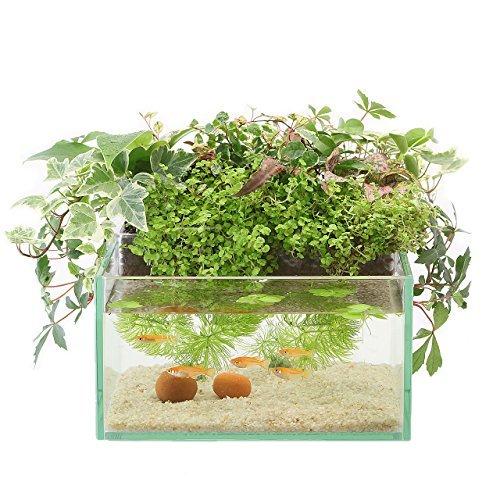 売れ筋がひ贈り物 熱帯魚 アクアリウム用品 Aquaterior アクアテリア みずものコム アクアテリア N190 メダカ用 ガラス水槽 と水耕栽培プランター 水槽おそうじ手袋セット Www Threeriversofs Com
