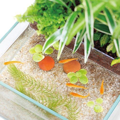 売れ筋がひ贈り物 熱帯魚 アクアリウム用品 Aquaterior アクアテリア みずものコム アクアテリア N190 メダカ用 ガラス水槽 と水耕栽培プランター 水槽おそうじ手袋セット Www Threeriversofs Com