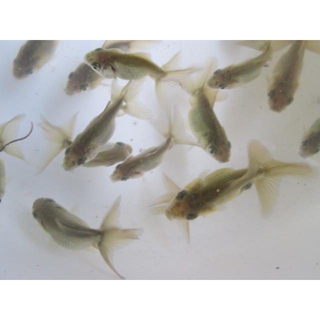 ◇完売◇生体 東錦（鈴木系） 当歳魚 約4~6センチ （1匹）金魚/琉金 
