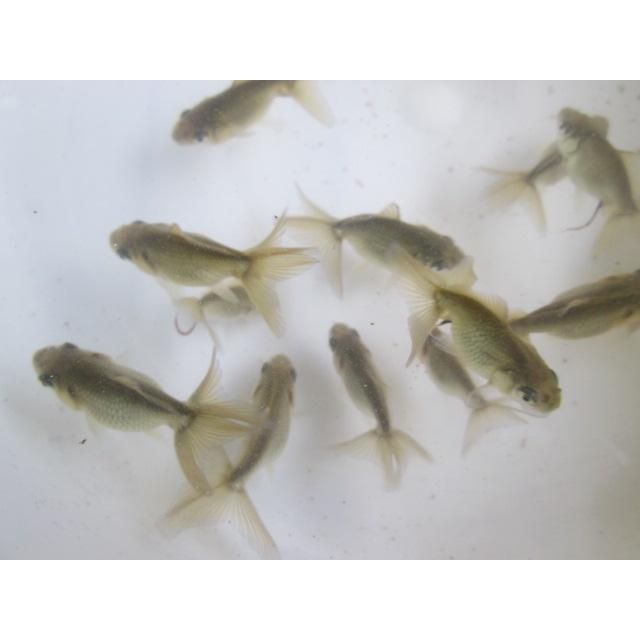 ◇完売◇生体 東錦（鈴木系） 当歳魚 約4~6センチ （1匹）金魚/琉金 