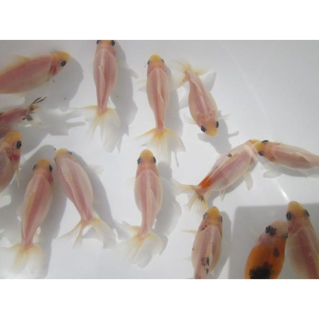 ◇完売◇生体 藤ロクリン 当歳魚 約6センチ （1匹）藤六鱗/金魚/琉金