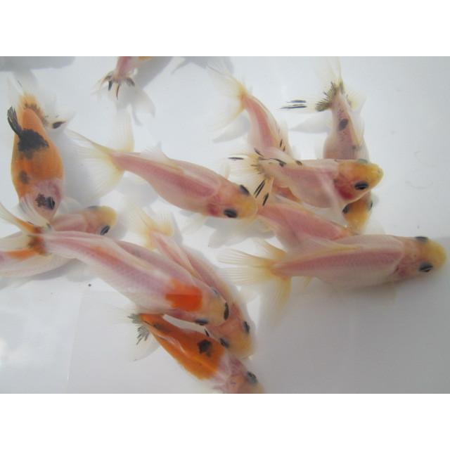 ◇完売◇生体 藤ロクリン 当歳魚 約6センチ （1匹）藤六鱗/金魚/琉金