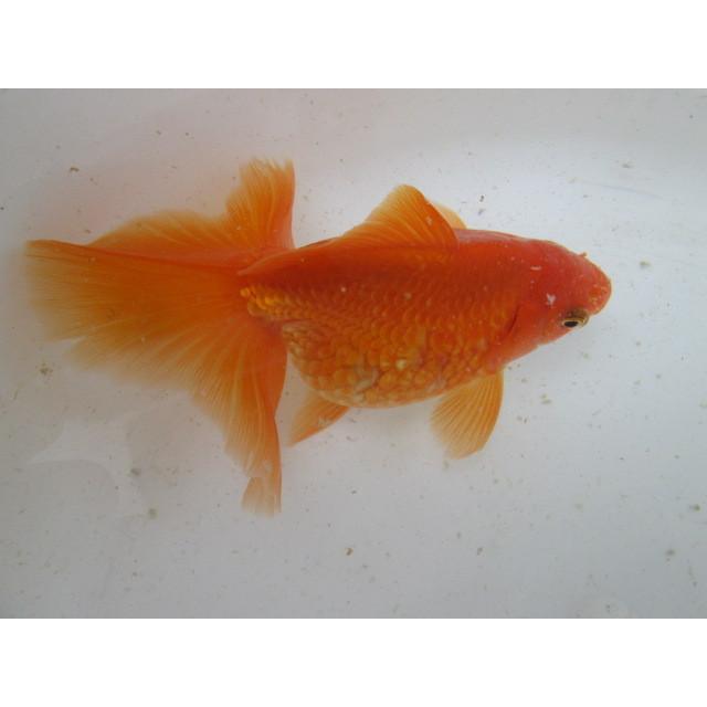 ◇完売◇生体 土佐錦（2） 三歳魚 約14センチ （1匹）土佐金/金魚/琉金 