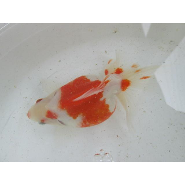 ◇完売◇生体 土佐錦（3） 三歳魚 約14センチ （1匹）土佐金/金魚/琉金 
