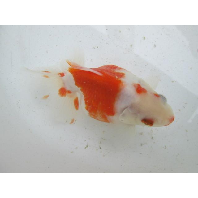 ◇完売◇生体 土佐錦（3） 三歳魚 約14センチ （1匹）土佐金/金魚/琉金 
