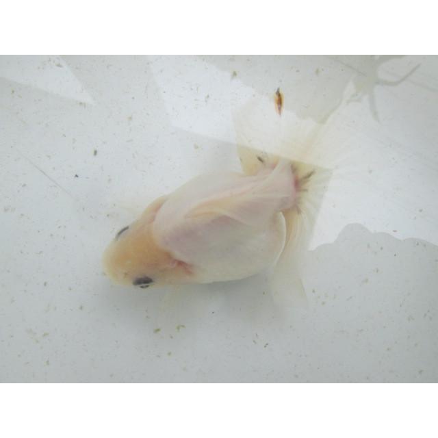 ◇完売◇生体 土佐錦（4） 三歳魚 約14センチ （1匹）土佐金/金魚/琉金 
