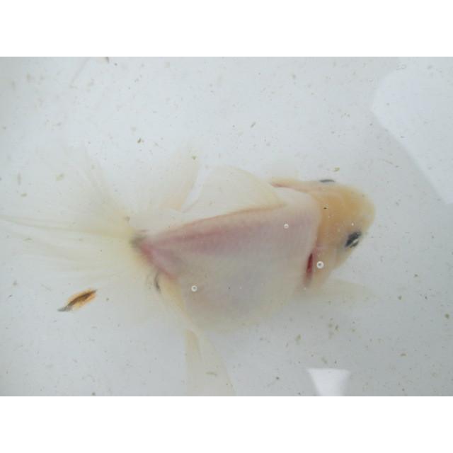 ◇完売◇生体 土佐錦（4） 三歳魚 約14センチ （1匹）土佐金/金魚/琉金 