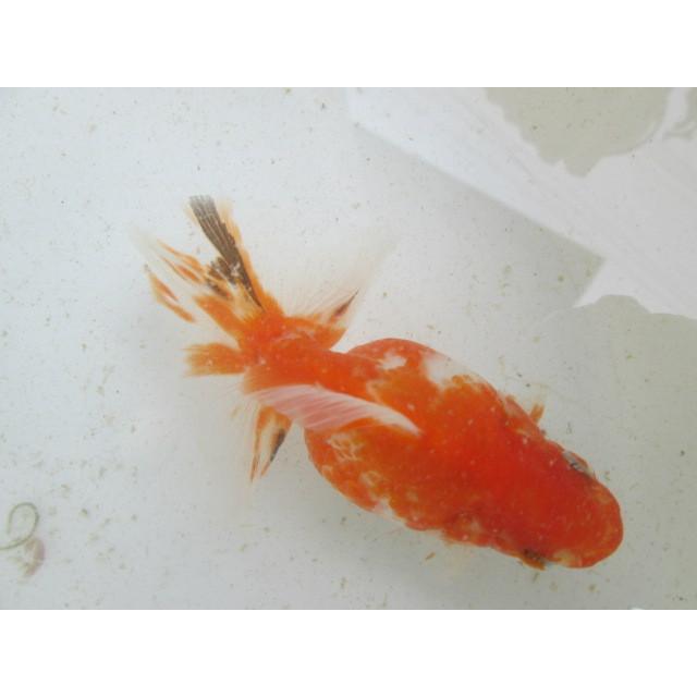 土佐錦魚・土佐錦（土佐金） 三歳2匹