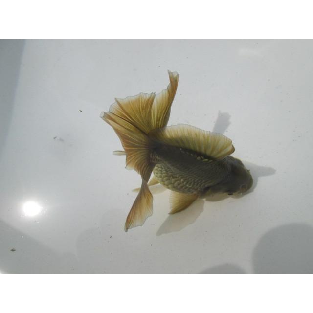 ◇完売◇生体 土佐錦（9） 二歳魚 約8~9センチ （1匹）土佐金/金魚