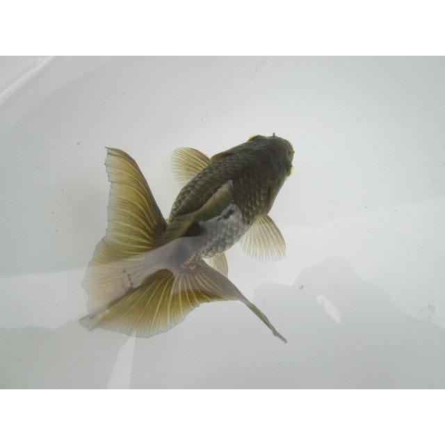 ◇完売◇生体 土佐錦（12） 二歳魚 約8~9センチ （1匹）土佐金/金魚 