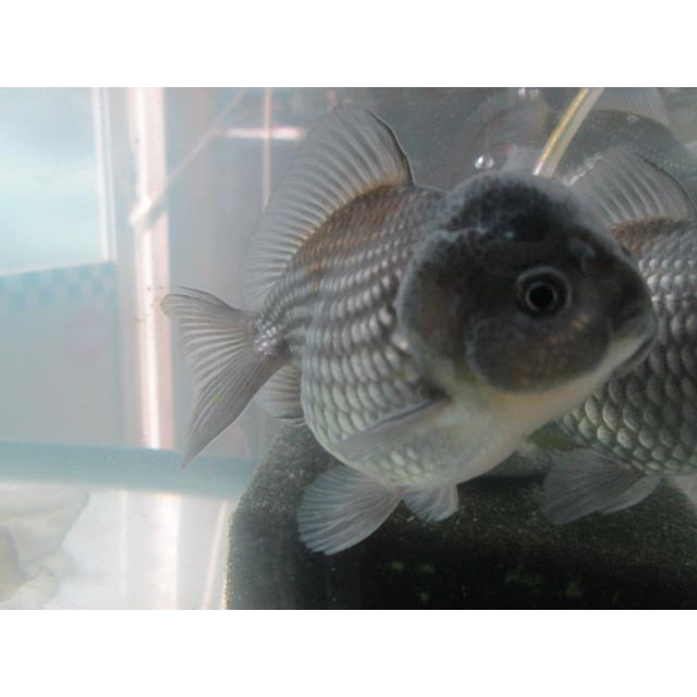 ◇完売◇生体 オランダショートテール 当歳魚 約4~5センチ (1匹 ◇完売◇生体 オランダショートテール 当歳魚 約4~5センチ (1匹