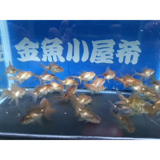 ◇完売◇生体 東錦（黒） 二歳魚 約6~7センチ （1匹）琉金/金魚 