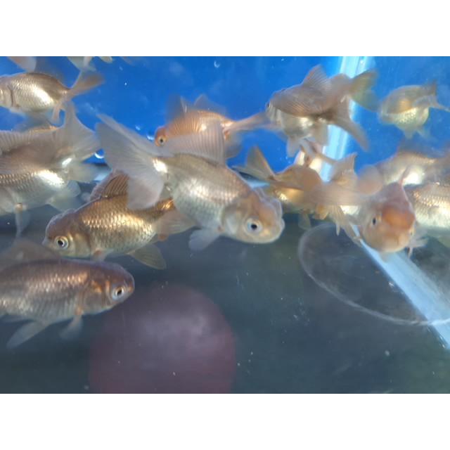 ◇完売◇生体 東錦（黒） 二歳魚 約6~7センチ （1匹）琉金/金魚 