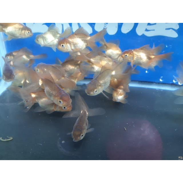 ◇完売◇生体 東錦（黒） 二歳魚 約6~7センチ （1匹）琉金/金魚 