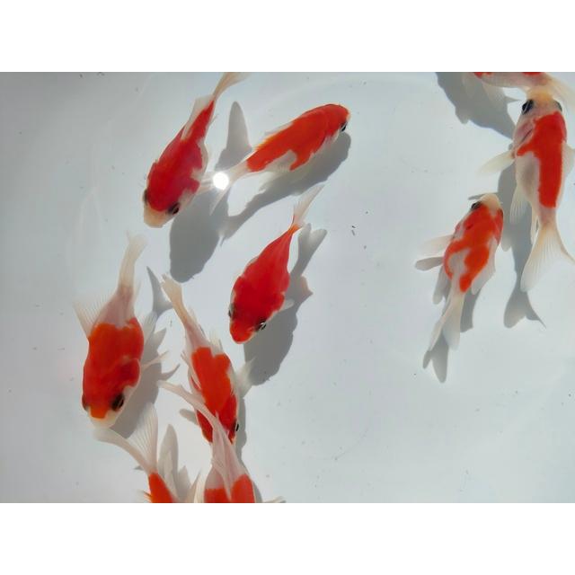 生体 玉サバ 当歳魚 約5センチ（1匹）玉錦/金魚/福ダルマ/和金