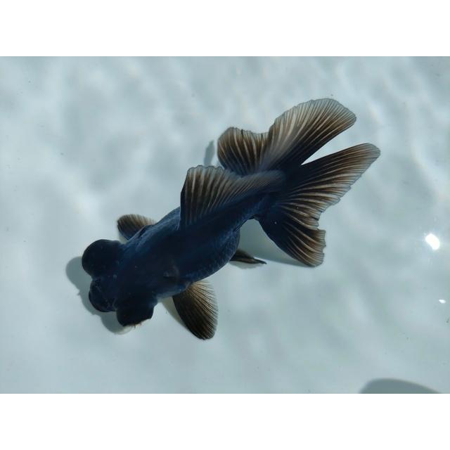 2.5Dの立体的な金魚オブジェ 2.5Dの立体的な金魚オブジェ 楽天市場】アクアリウム 水槽