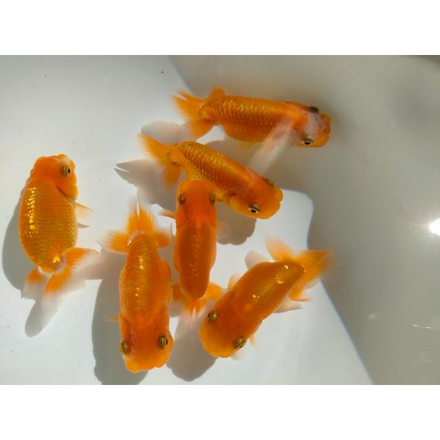 倉庫2024生体 らんちゅう 当歳魚 約7センチ（1匹）ランチュウ