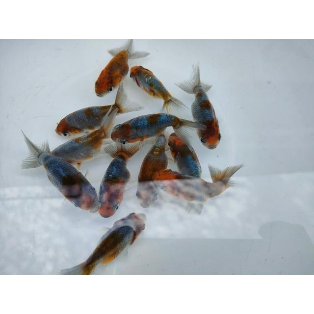 生体 加藤産墨江戸錦 当歳魚 約5〜6センチ(1匹)らんちゅう 生体 加藤産墨江戸錦 当歳魚 約5〜6センチ(1匹)らんちゅう