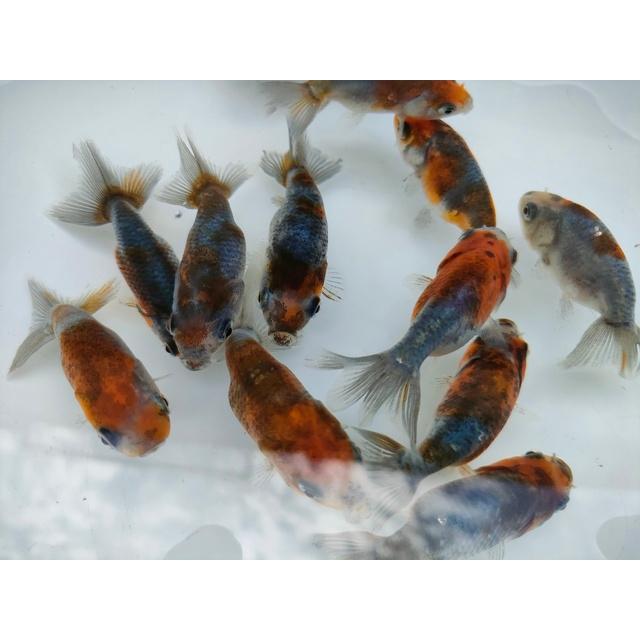 生体 加藤産墨江戸錦 当歳魚 約5〜6センチ(1匹)らんちゅう 生体 加藤産墨江戸錦 当歳魚 約5〜6センチ(1匹)らんちゅう