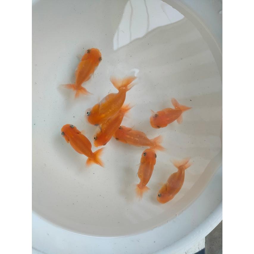☆生体 桜錦 当歳魚 約7センチ(1匹)らんちゅう/金魚/江戸錦 ☆生体 桜錦 当歳魚 約7センチ(1匹)らんちゅう/金魚/江戸錦