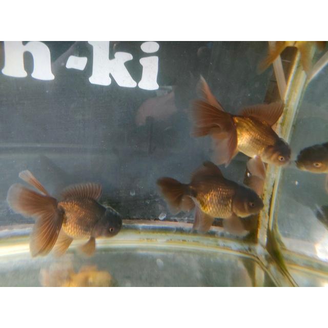 生体 黒オランダローズテール 約8〜10センチ（1匹）オランダ/金魚 