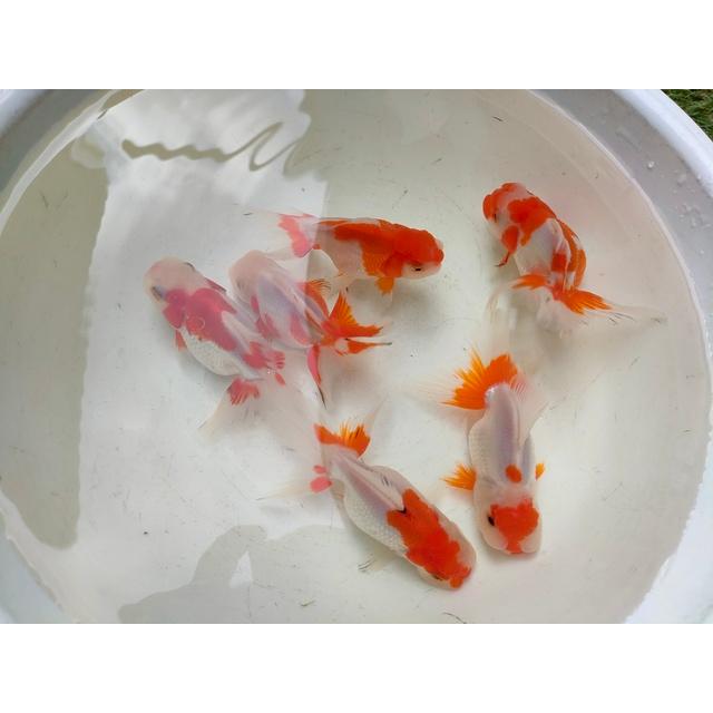 生体 伊勢オランダ 約11〜13センチ（1匹）オランダ/金魚/ローズテール 