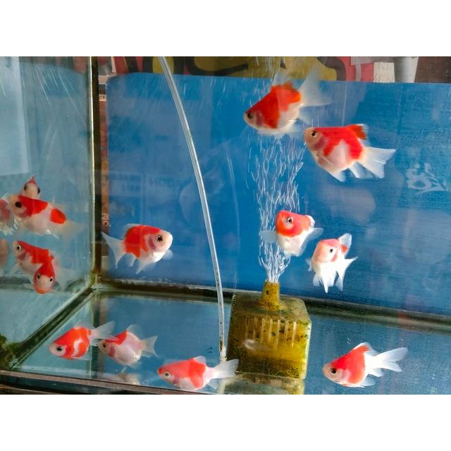 レア　麻のタペストリー　金魚　日本製　大一金襴 レア麻のタペストリー金魚日本製大一金襴