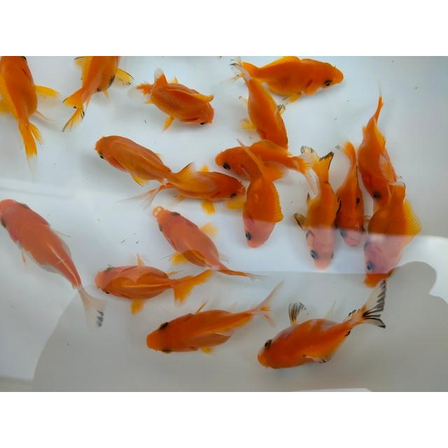 生体 イエロー玉黄金 当歳魚 約6センチ（1匹）玉サバ/金魚/福ダルマ/玉 